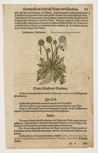 Pfaffenröhrle, aus Commentarii in Sex Libros Pedacii Dioscoridis