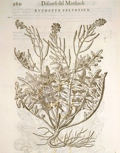 Rucola (Eruca sativa), Gravur von Pier Andrea Mattioli