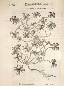 Sempervivum (Semprevivo minore), Gravur von Pier Andrea Mattioli von Pietro Andrea Mattioli