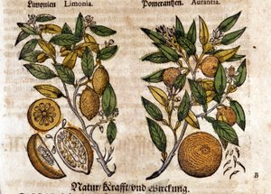 Die Zitrusfrüchte. Orangen- und Zitronenbaum. Gravur - in „Kreutterbuch Dess Hochgelehrten unnd weitberuhmten Herrn D. Petri Andreae Matthioli“ von Pietro Andrea Mattioli (Matthiole) (1500-1577). Frankfurt von Pietro Andrea Mattioli