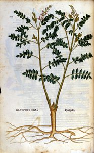 Die Lakritze. Gravur - in „Kreutterbuch Dess Hochgelehrten unnd weitberuhmten Herrn D. Petri Andreae Matthioli“ von Pietro Andrea Mattioli (Matthiole) (1500-1577). Frankfurt