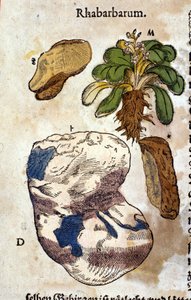 Der Rhabarber. Gravur - in „Kreutterbuch Dess Hochgelehrten unnd weitberuhmten Herrn D. Petri Andreae Matthioli“ von Pietro Andrea Mattioli (Matthiole) (1500-1577). Frankfurt von Pietro Andrea Mattioli