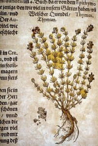 Thymian (Thymus) - In „Herbarium Mattioli“ von Pietro Andrea Mattioli