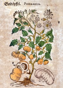 Tomate. Gravur - in „Kreutterbuch Dess Hochgelehrten und weitberühmten Herrn D. Petri Andreae Matthioli“ von Pietro Andrea Mattioli (1500-1577)