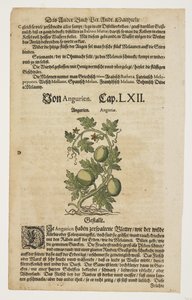 Von Angurien, aus Commentarii in Sex Libros Pedacii Dioscoridis