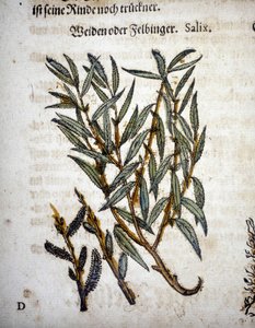 Weidenzweig - In „Herbarium mattioli“ von Pietro Andrea Mattioli