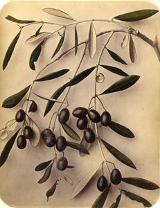 Oliven, 1870er Jahre