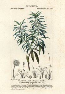 Kugeldistel, Globularia salicina von Plee Plee