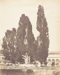 Alte Zypressen im Kartäuserkloster, Rom, 1853-56 von Possibly by Jane Martha St. John.