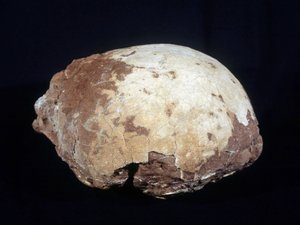 Ei zugeschrieben Hypselosaurus Priscus: großer Dinosaurier (ca. 12 m) Pflanzenfresser der späten Kreidezeit (-65 Millionen Jahre) gefunden in der Provence. Naturhistorisches Museum von Aix en Provence.