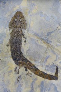 Fossiler Fußabdruck von Sclerocephalus sp, permisches Amphibium