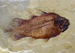 Fossiler Fußabdruck des karbonischen Quastenflossers