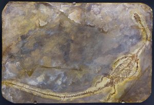 Hyphalosaurus lingyuanensis Fossil (Objekt)