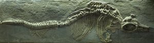 Ichthyosaurier-Fossil, Jura (Lias) Periode von Prehistoric Prehistoric
