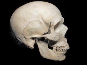 Paläontologie: Schädel des heutigen Homo sapiens, Museo Civico di Storia Naturale, Mailand von Prehistoric Prehistoric