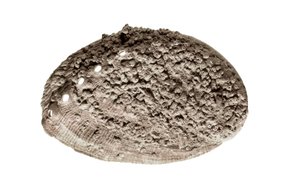 Prähistorische Kunst: Muschelfossil. Aus der Höhle von La Riera, Barcelona von Prehistoric Prehistoric