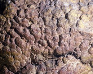 Prähistorie: Collenia-Felsen aus Stromatolith oder Stromatolith aus Nordafrika. Silurische Periode von Prehistoric Prehistoric