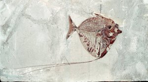 Vorgeschichte: Mene Rhombea Fischfossil vom Fundort Monte Bolca (Italien). Eozän. Museo civico di storia naturale, Mailand