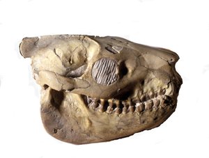 Urgeschichte: Schädel eines Oreodon (oder Merycoidodon), Dinosaurier. Känozoikum, Oligozän. Gefunden in South Dakota, USA