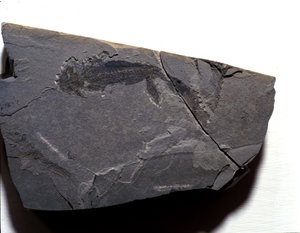 Vorgeschichte: Perm, Paläozoikum. Branchiosaurus (Brachiopode) Fossil. Fund in Rotliegen in Deutschland