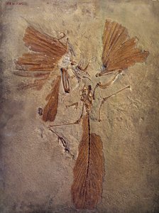 Prähistorie: Archaeopteryx-Fossil, prähistorisches Tier der Vogel-Familie