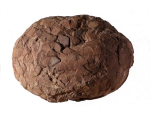 Urgeschichte: Dinosaurierei in der Provence gefunden. Mesozoikum, Jura von Prehistoric Prehistoric