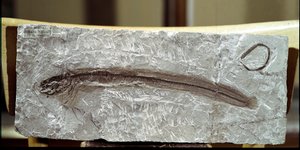 Vorgeschichte: Fischfossil Eomirus Formosissimus aus der Fundstelle Monte Bolca (Italien). Eozän. Museo civico di storia naturale, Mailand