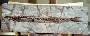 Urgeschichte: Fischfossil Sphyraena Bolcensis vom Fundort Monte Bolca (Italien). Eozän. Museo civico di storia naturale, Mailand von Prehistoric Prehistoric