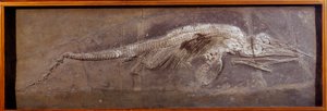 Prähistorie: Fossil von Pareiasaurier, prähistorisches Tier, Paris, Naturkundemuseum