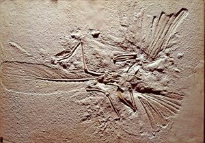 Vorgeschichte: Fossil des Vogels Archaeopteryx Lithographica aus dem Fundort Solnhofen (Deutschland). Oberjura. Museo civico di storia naturale, Mailand