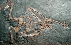 Vorgeschichte: Fossil des großen Primaten Oreopithecus (Oreopithecus bambolii) vom Monte Bamboli (Grosseto). Miozän. Museo civico di storia naturale, Mailand