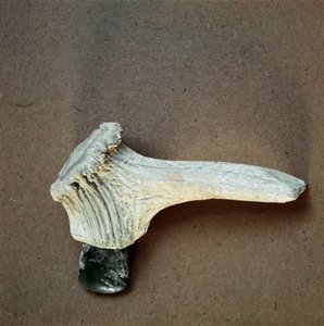 Prähistorie: grüne Steinaxt mit Hirschhorngriff aus der Höhle von Pollera (Finale Ligure), Ligurien. Mittleres Neolithikum, Steinzeit. Genua, Museo di archeologia Ligure von Prehistoric Prehistoric