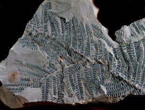 Prähistorie: Periode des höheren Karbon. Fossil von Acitheca Poymorphe aus der Farnfamilie. Fund in Göttelborn in Deutschland