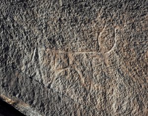 Urgeschichte, Felskunst: Gravur eines Rindes. Tazina-Stil. Steinzeit 5000-2000 v. Chr. Taghit, Hochplateau des Hoggar (Ahaggar), Algerien