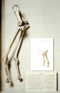 Prähistorie: Skelett der Beine des Moa Dinornis, riesige fossile Vögel aus Neuseeland von Prehistoric Prehistoric