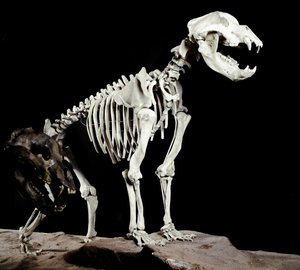 Prähistorie: Skelett des Höhlenbären (Ursus spelaeus) aus den Höhlen del Bandito a Roaschia in Italien. Periode des Pleistozäns. Museo civico di storia naturale, Mailand von Prehistoric Prehistoric