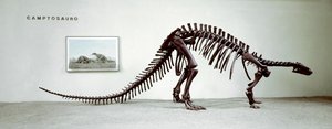 Prähistorie: Skelett des Dinosauriers Camptosaurus Browni von Prehistoric Prehistoric
