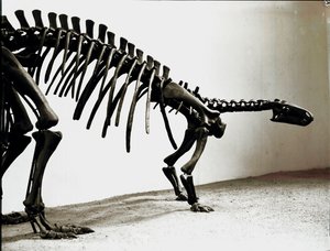 Prähistorie: Skelett des Camptosaurus-Dinosauriers (Camptosaurus Browni). Periode des Oberjura. Museo civico di storia naturale, Mailand