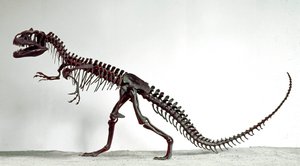 Urgeschichte: Skelett des Dinosauriers Allosaurus fragilis. Oberjura. Museo civico di storia naturale, Mailand von Prehistoric Prehistoric