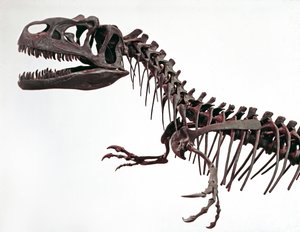 Vorgeschichte: Skelett des Dinosauriers Allosaurus fragilis. Oberjura. Museo civico di storia naturale, Mailand von Prehistoric Prehistoric
