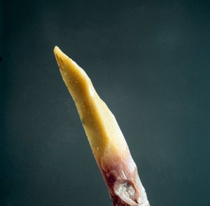 Prähistorie: Feuersteinspitze aus der Nekropole von Arene Candide (Finale Liguria), Ligurien. Oberes Paläolithikum, Steinzeit. Genua, Museo di archeologia Ligure von Prehistoric Prehistoric