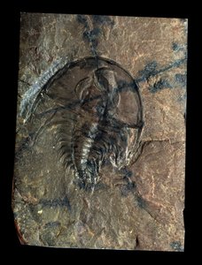 Urgeschichte: Trilobit Olenellus Fossil (Gliederfüßer). Zeitalter des Paläozoikums, Periode des Kambriums. Fund in Utah, Vereinigte Staaten