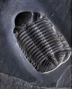Urgeschichte: Trilobit Phacops Rana Fossil (Gliederfüßer). Zeitalter des Paläozoikums, Periode des Devon. Fund im Gebiet von Bundenbach in Deutschland.