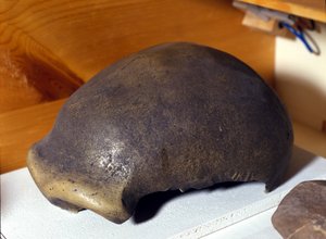 Schädel des Neandertalers, entdeckt in Deutschland 1856