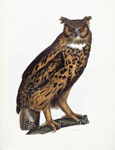 Große Ohreule von Prideaux John Selby