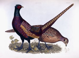 Fasane (Männlich & Weiblich)