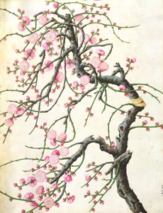 Pfirsichblüte