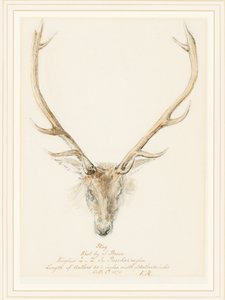Ein Hirsch, geschossen von John Brown, 1874 von Queen Victoria