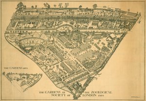 Londoner Zoo, Regents Park, Westminster von RB Brook Greaves