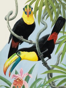 Vögel mit großen Schnäbeln
